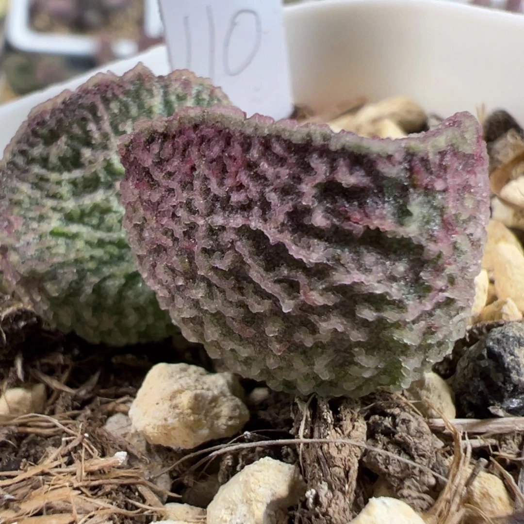 实生新品多肉植物水泡多肉植物