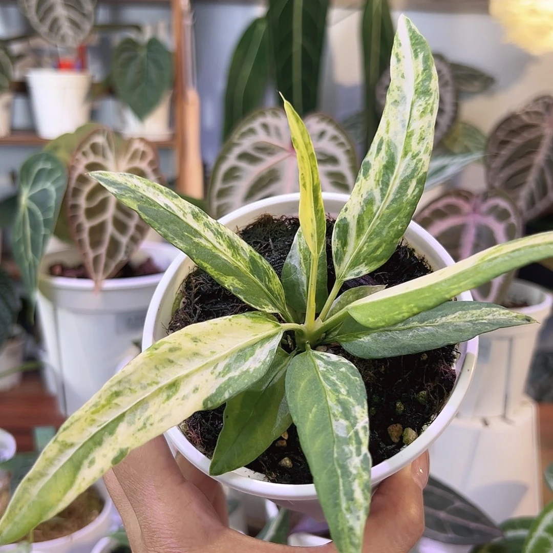 无花朵维塔领带锦W2