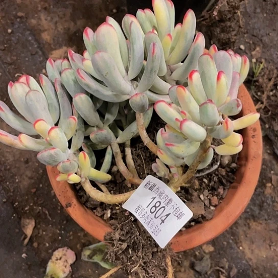 天****康棒叶福娘1804多肉