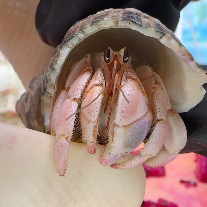 A113嫩公主粉 灰白1.7cm口径