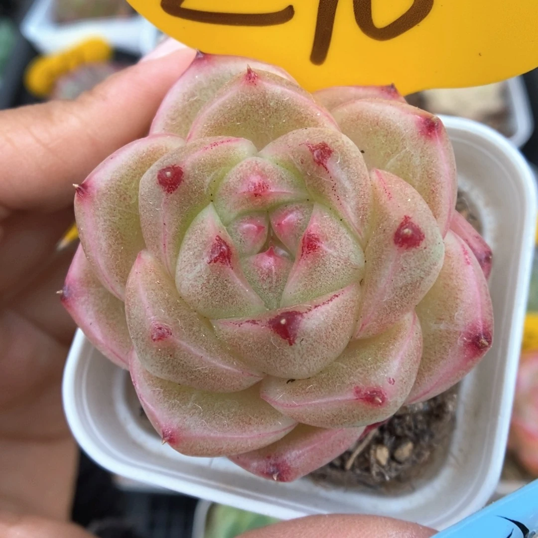 珍妮麦秆可拍270号。
