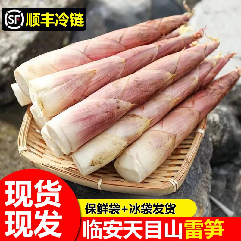 【新春特惠】临安春笋5斤天目山新鲜竹笋现挖雷竹笋腌笃鲜嫩笋尖3斤