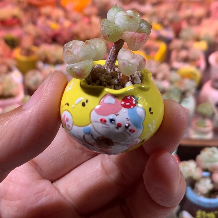 3年庄精品冰透糖心冰玉带盆发货