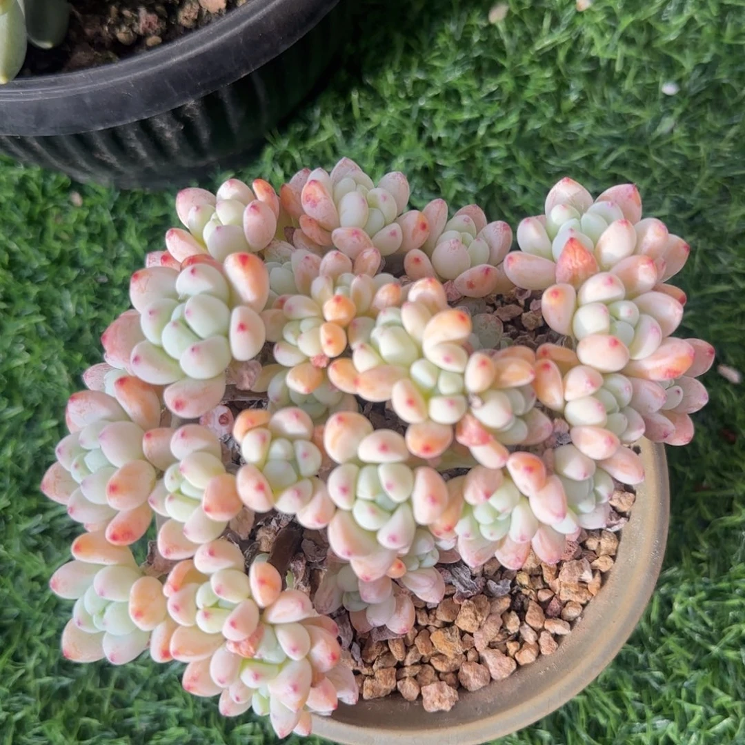 多肉植物一物一拍