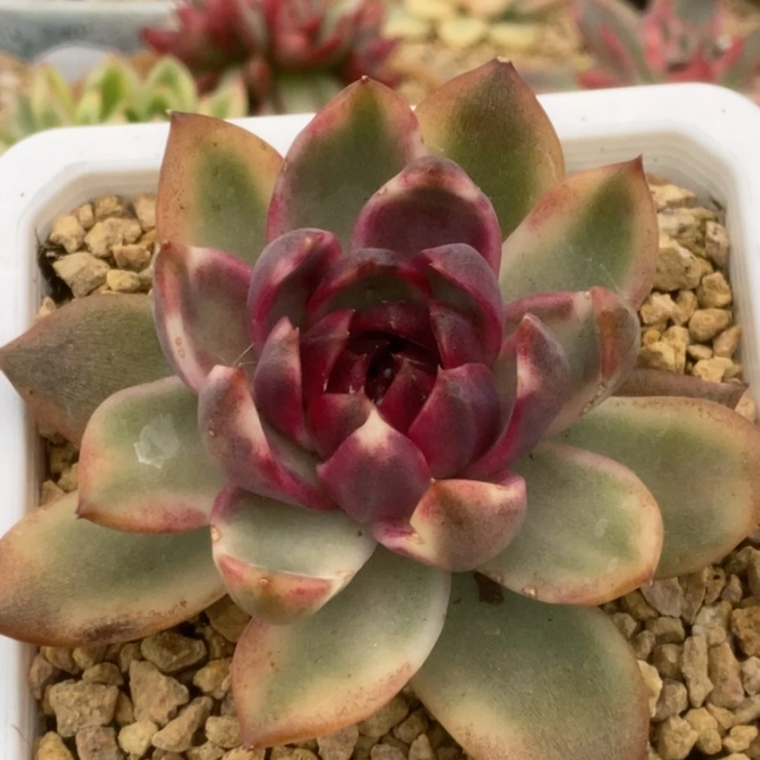 65火焰山锦锦锦锦锦锦