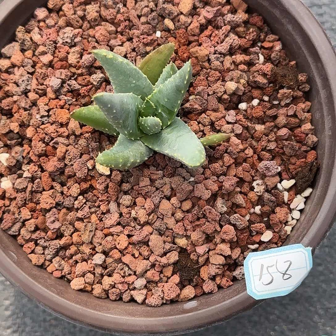 皮尔兰斯杂交芦荟 多肉植物