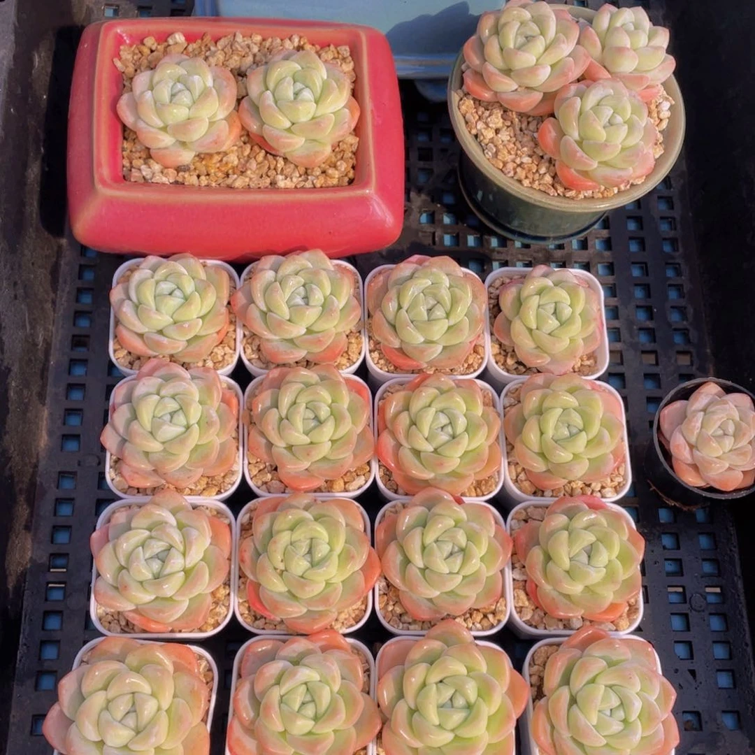 量拍37号奶油胖冰玉单头三个z带小白方