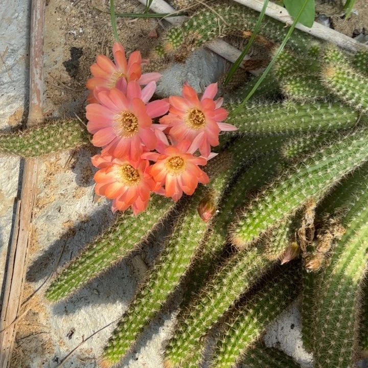 白檀仙人掌侧芽一个818