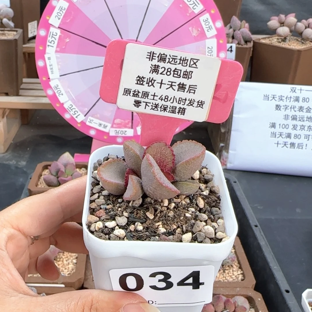 四*草034彩虹翼多肉植物