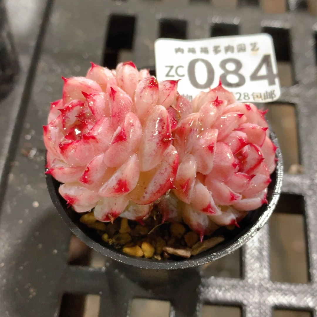 肉萌萌拇指盆精控多肉ZC084