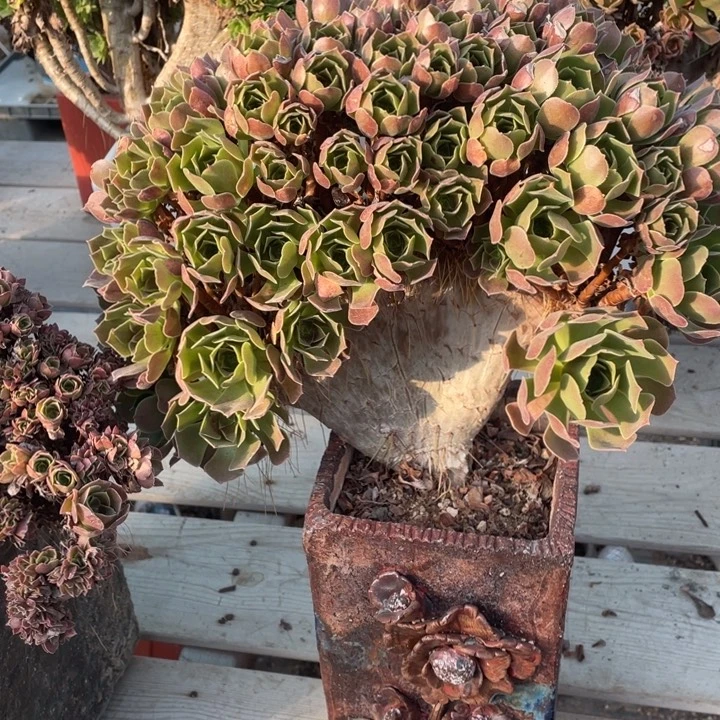 多肉多糖也会引起肠壁粘膜