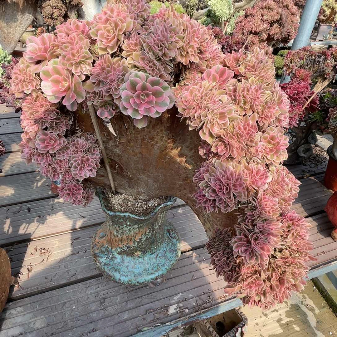 【闪购商品】全部花朵粉女巫