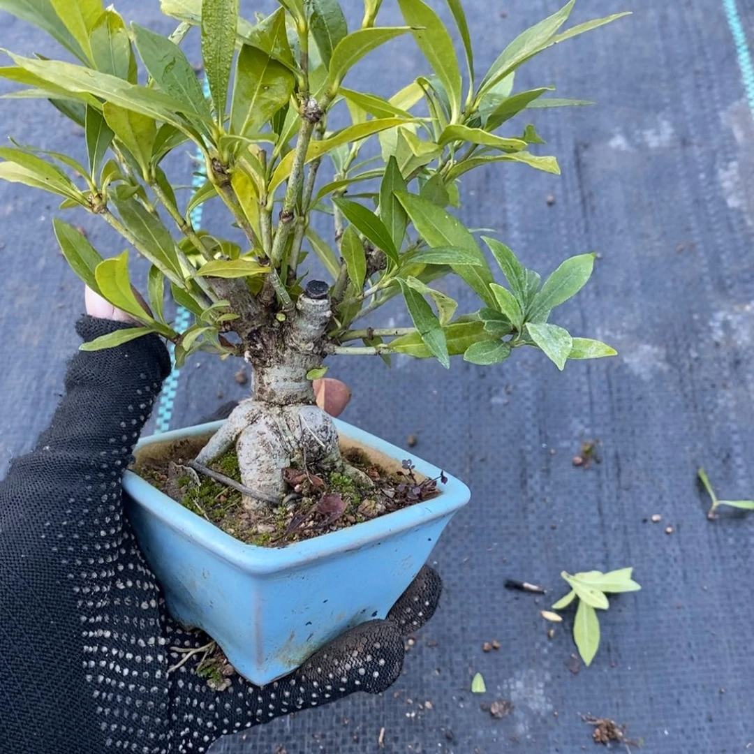 独***男无花朵盆景盆景28