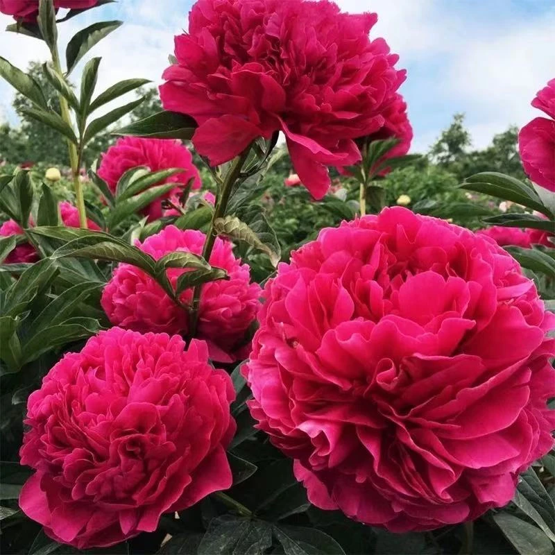 爱种花玫瑰芍药根块浓香型四季盆栽耐寒植物室内外两到三个呀根