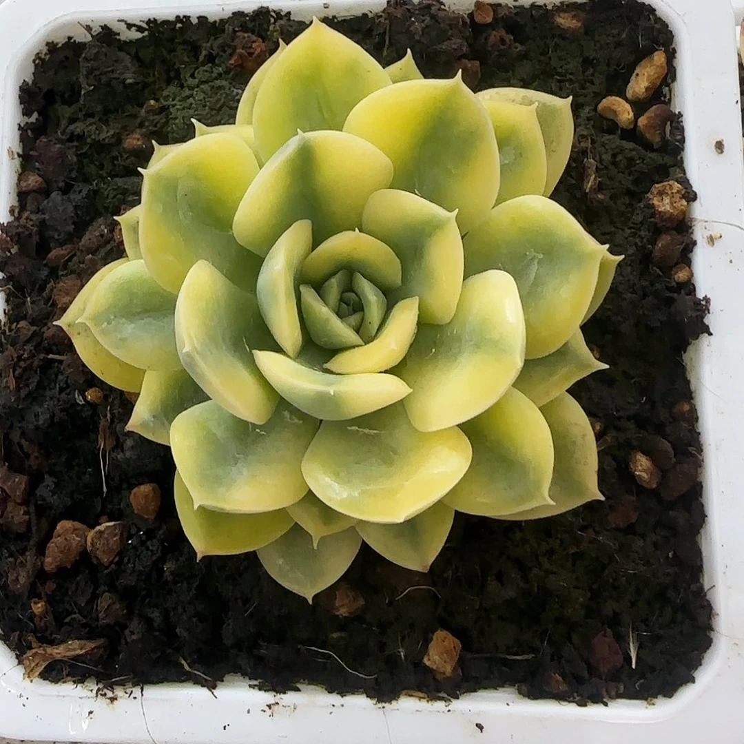 抹茶菩提锦多肉植物