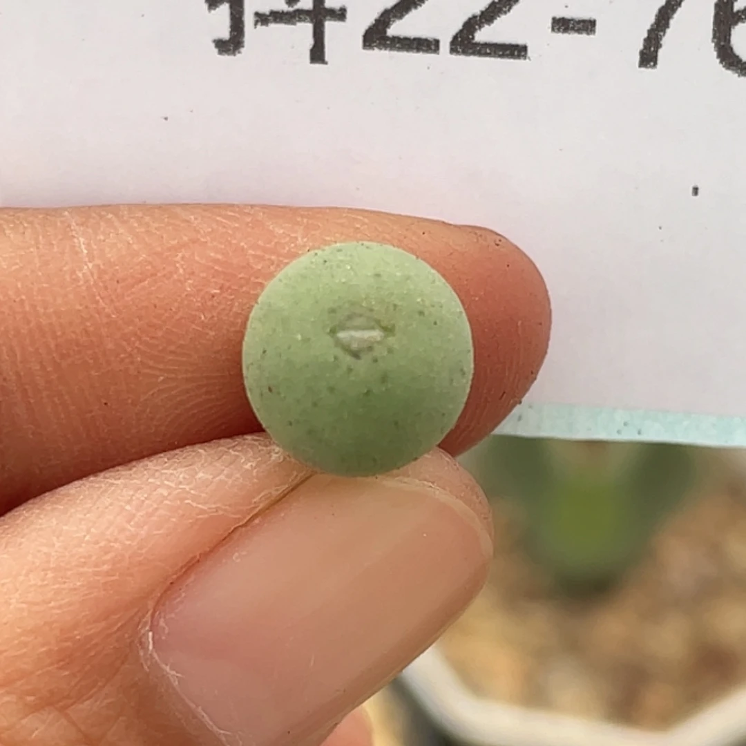 22-76鸭嘴兽苗多肉植物