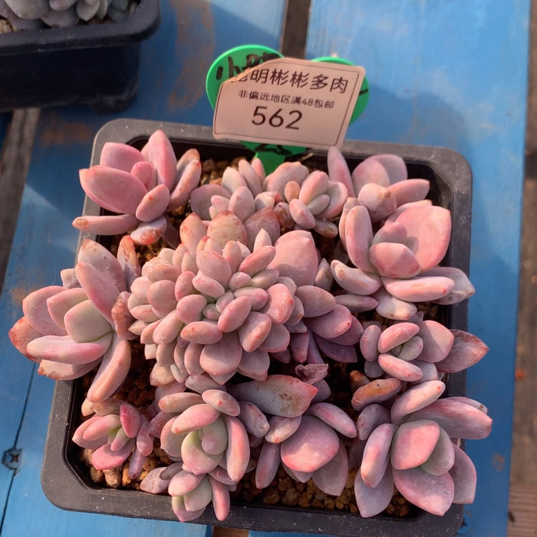 粉兔朵朵缀一物一拍562