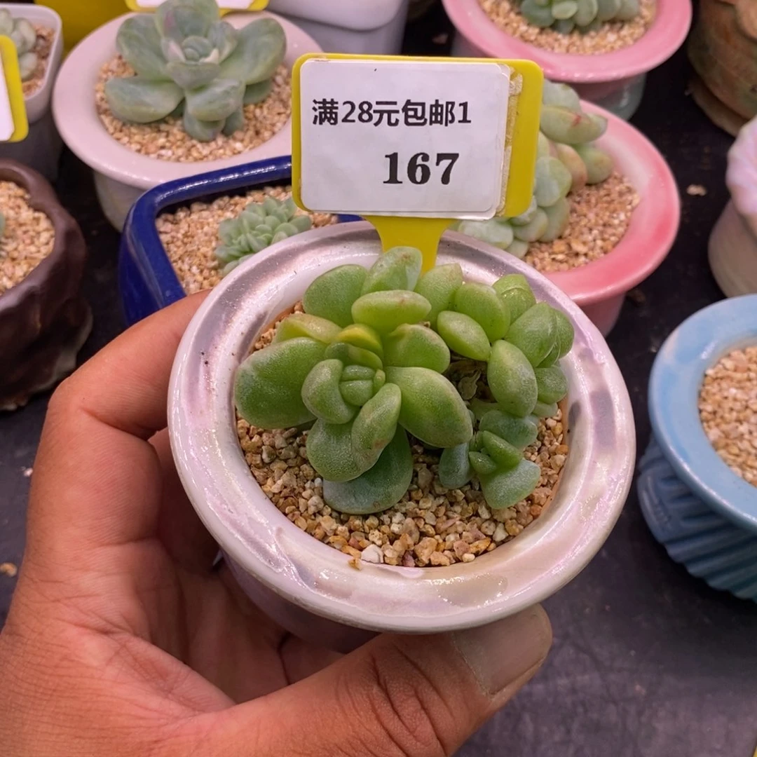 6***11167冰玉石化带锦的……