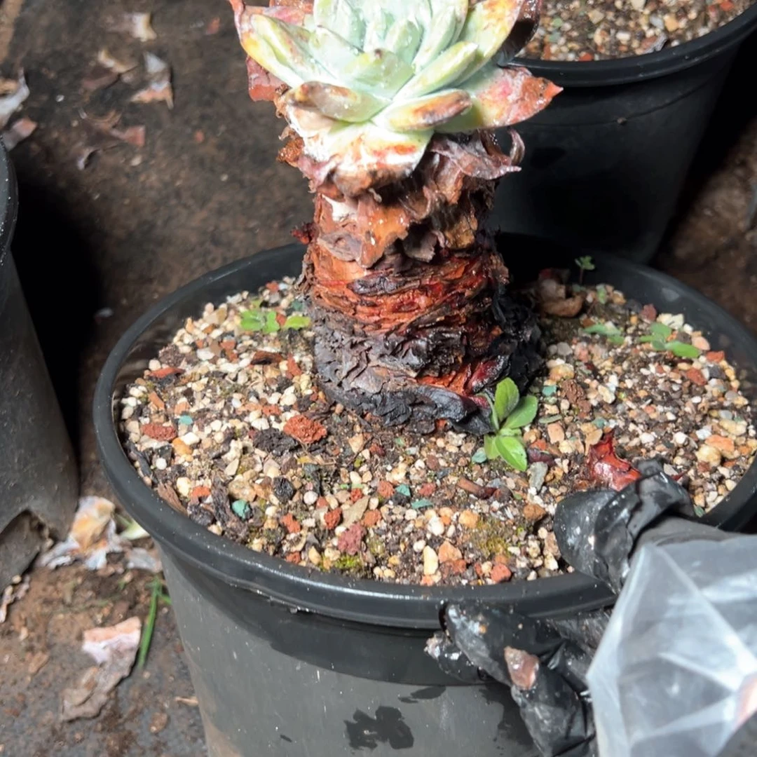 6291哈哈哈哈哈哈哈哈