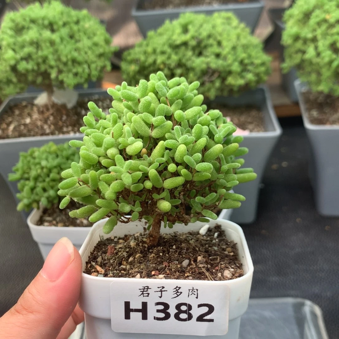 382蜜橘。