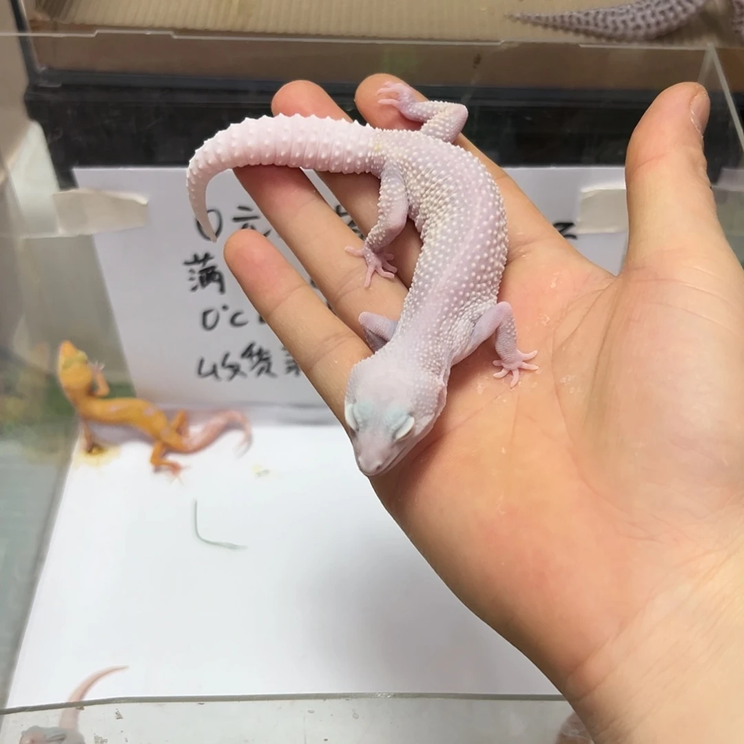 豹纹守宫豹纹守宫