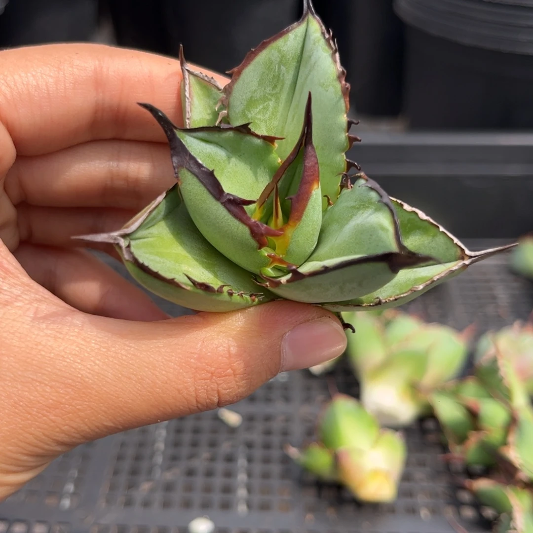 龙舌兰仁王冠芽子