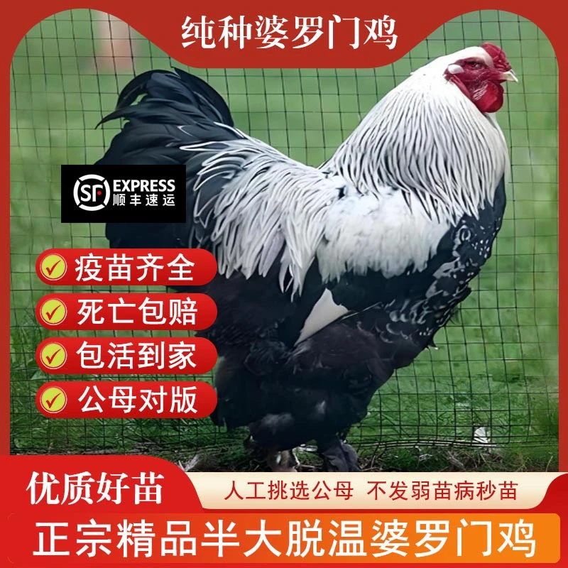 宠物鸡一斤正宗婆罗门鸡苗鸡脱温梵天活苗巨型观赏鸡大全正品活苗