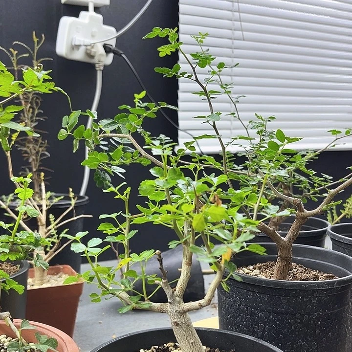 j***y好望角橄榄一物一拍