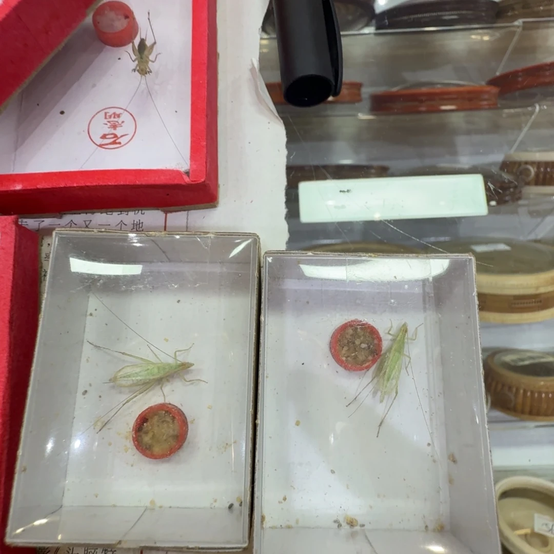 拍下发2只憨叫青竹林