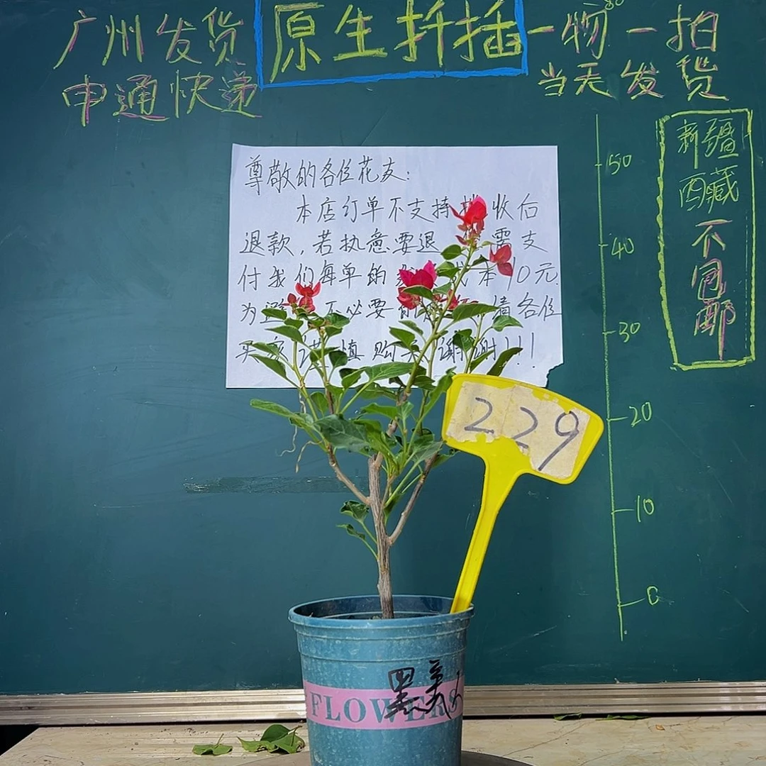 当前无花栽培后可以开花  黑美人  229