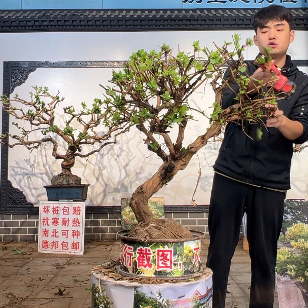 无花朵金银花开花147595555