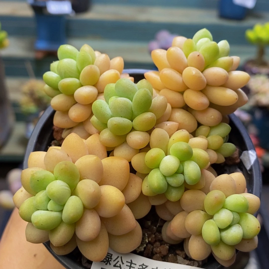 942 洛可可运输会有掉叶9 厘米