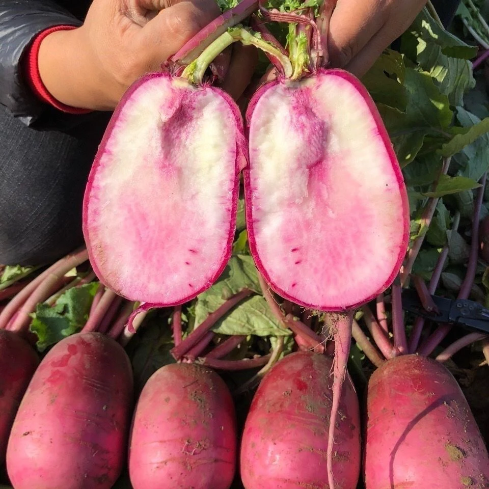 【全店满8包包邮】冰淇凌水果萝卜种子种籽紫皮冰淇淋水果萝卜籽