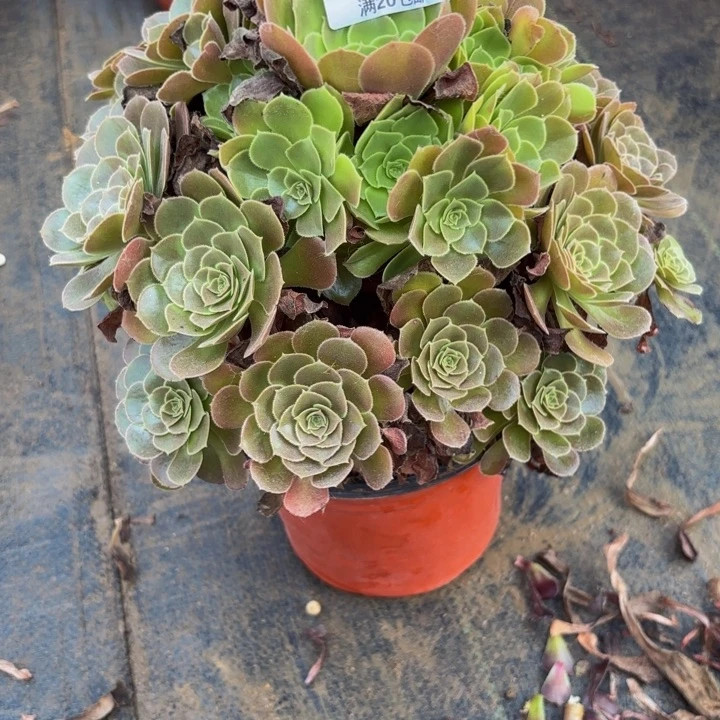 瑞妈多肉园艺941荷兰玫瑰
