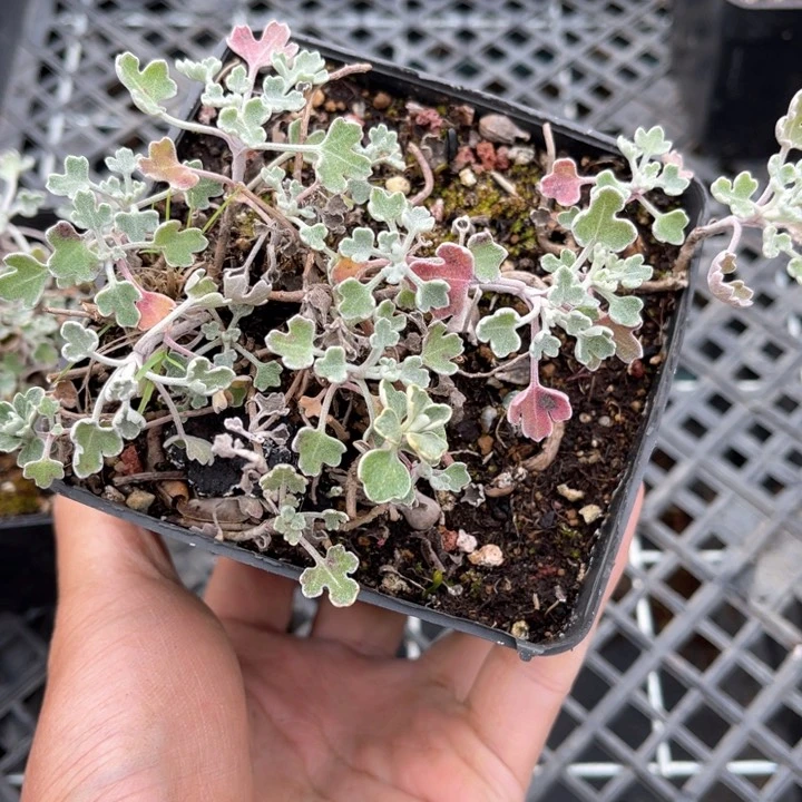 山野草炭****.山野草