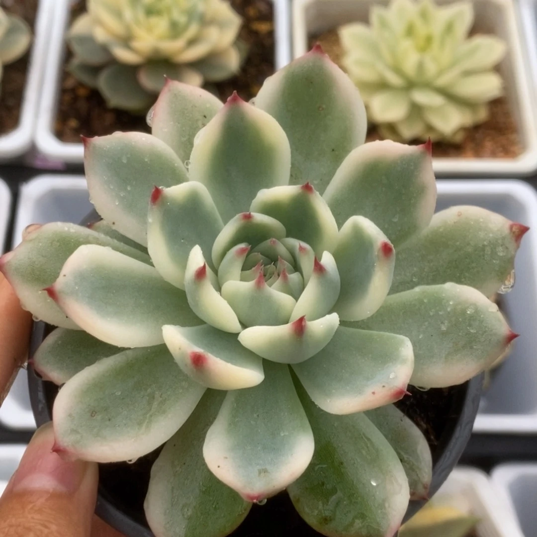 532锦锦锦锦锦锦锦锦