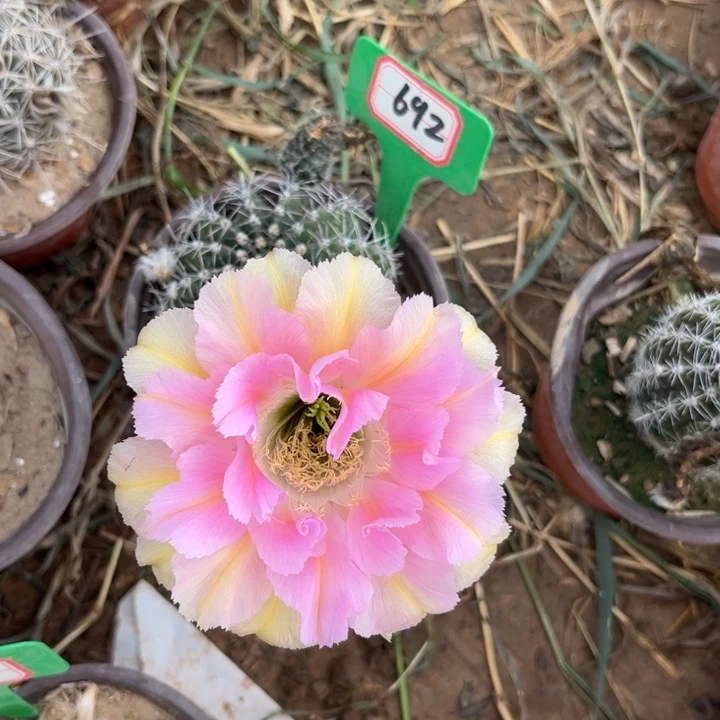 692，彩草粉洛。。。。。