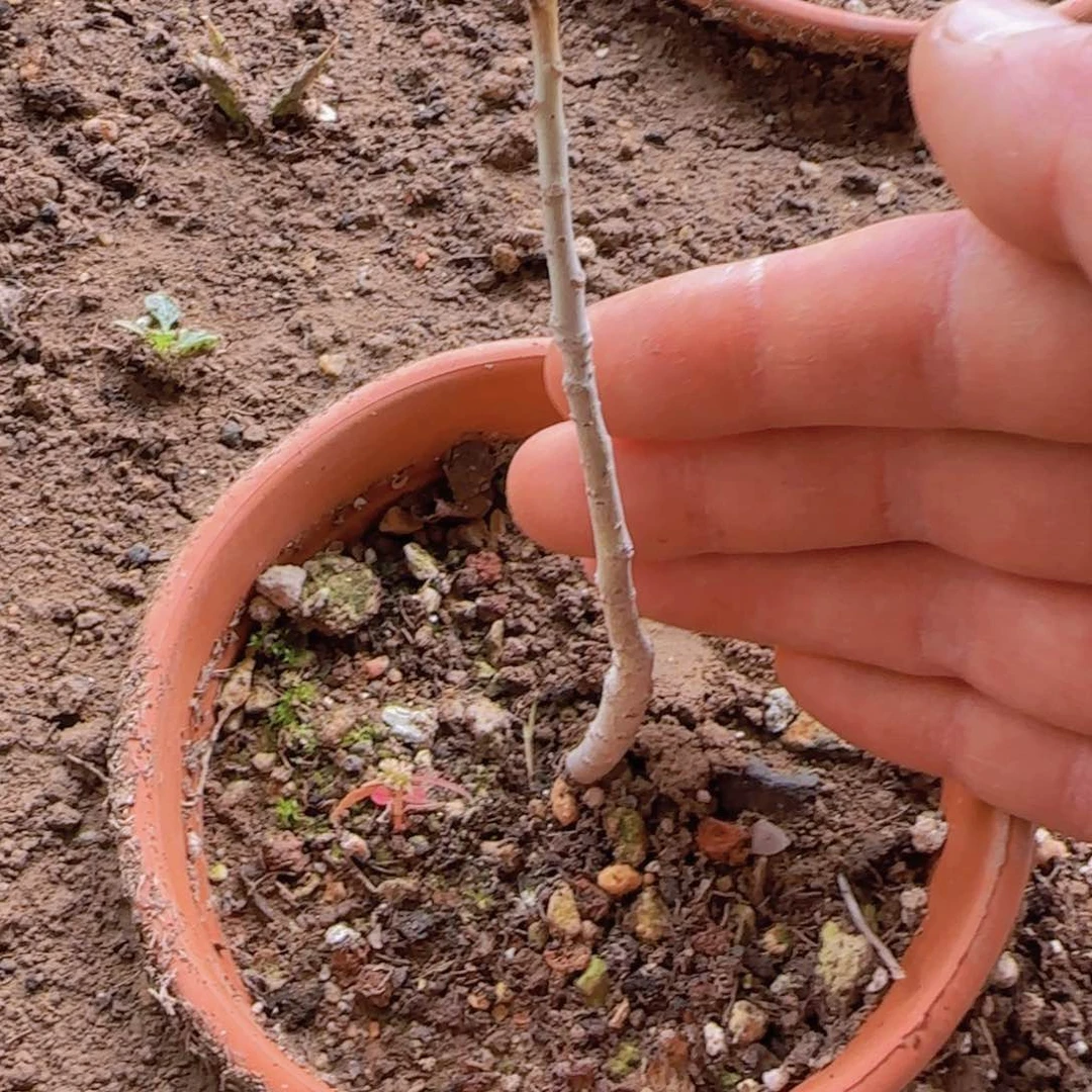 玩**的块根植物块块根植物