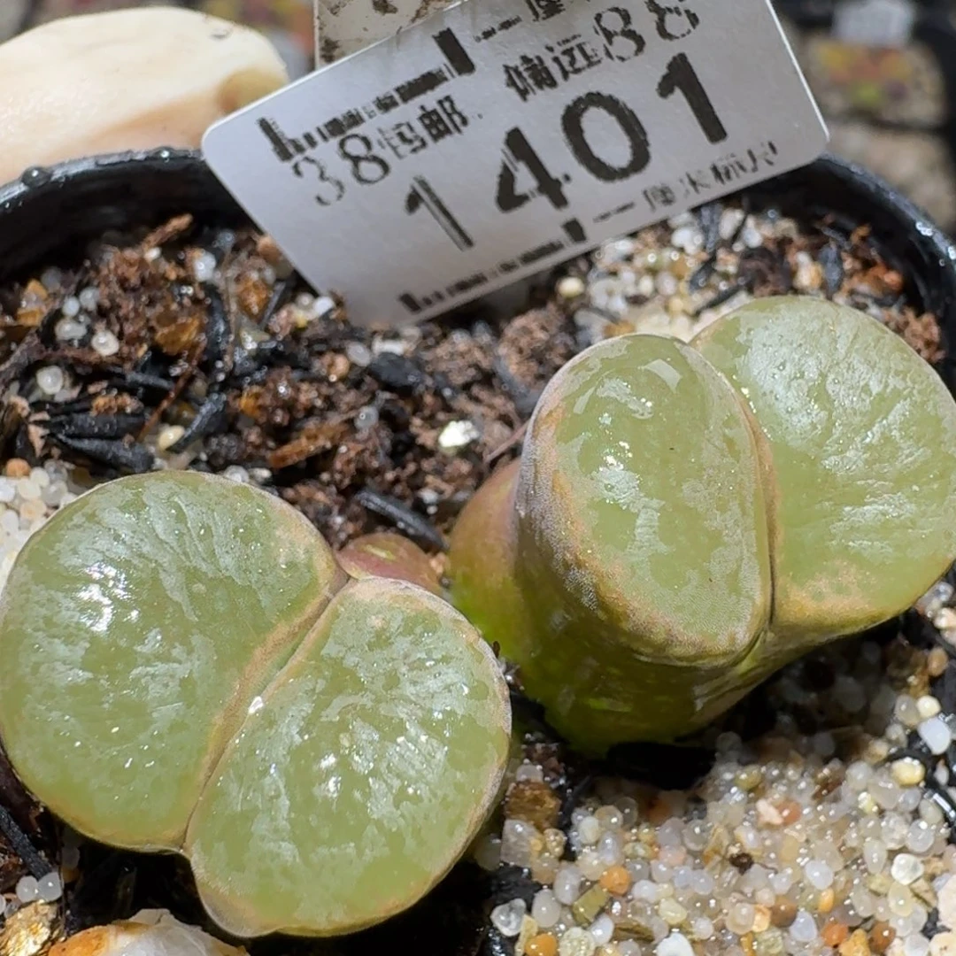 zzz精品也福利1401