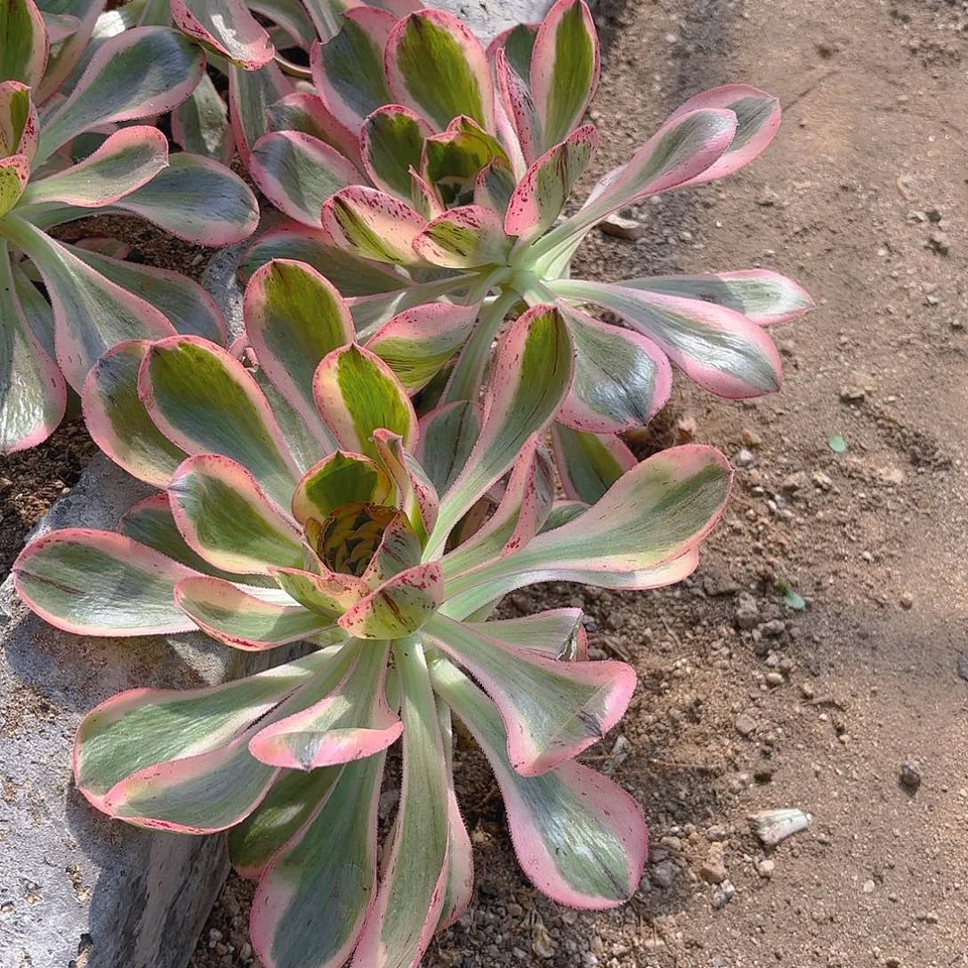 燕子锦两颗多肉植物