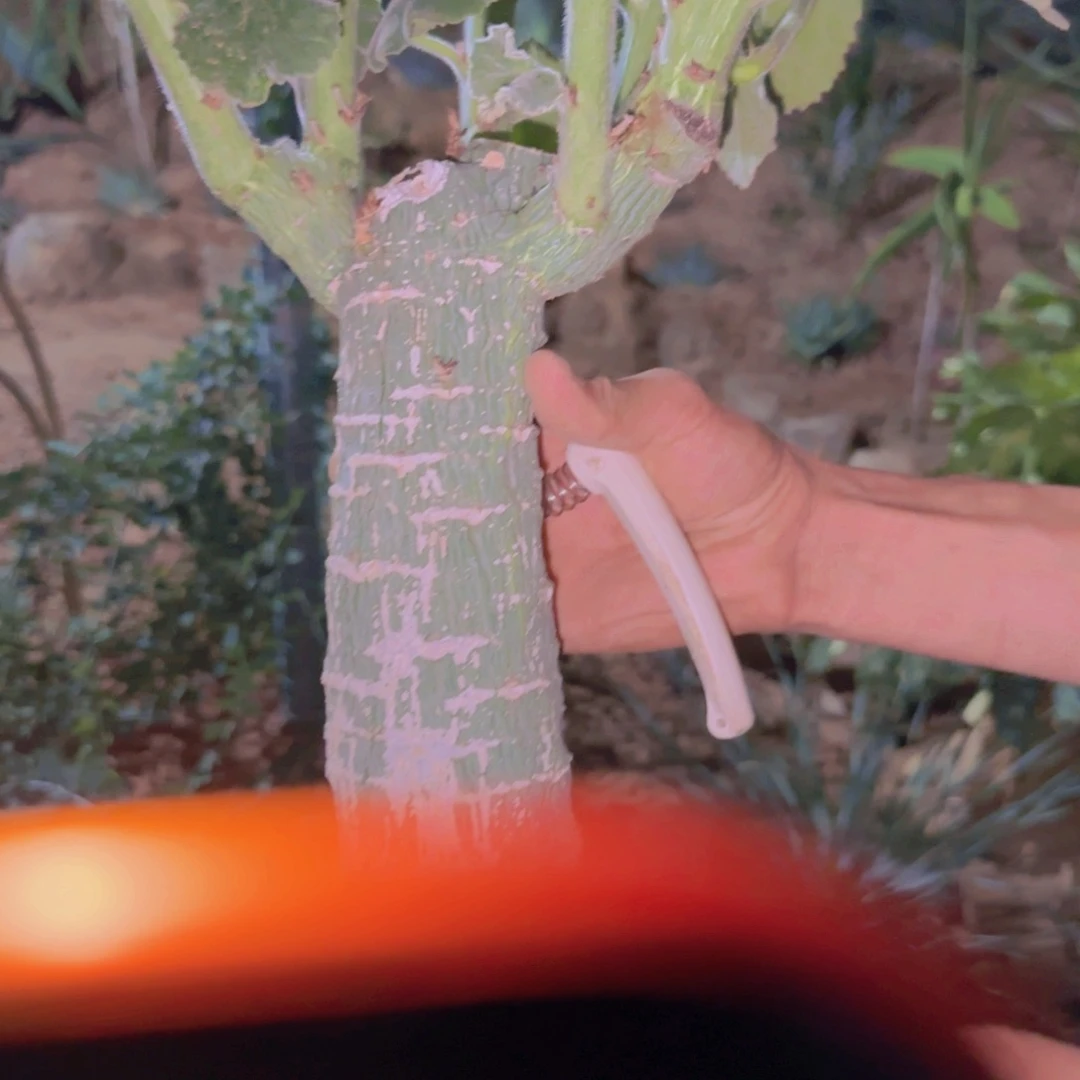 悦****块根植物块根植物