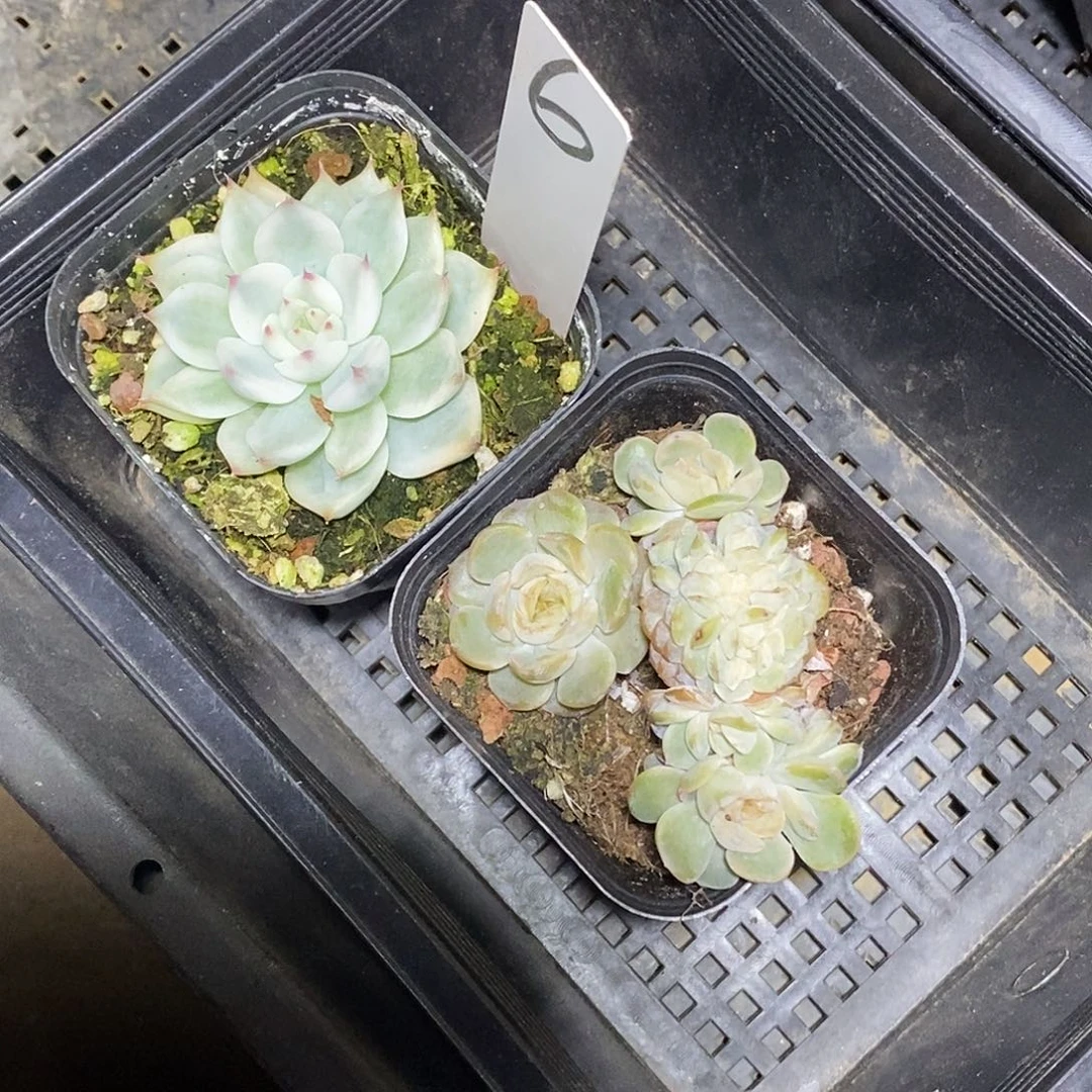 6号吉娃娃锦和熔晶缀化