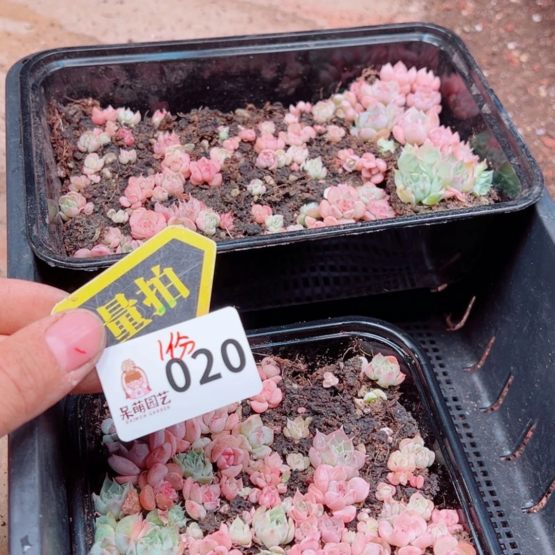 多肉植物多肉植物