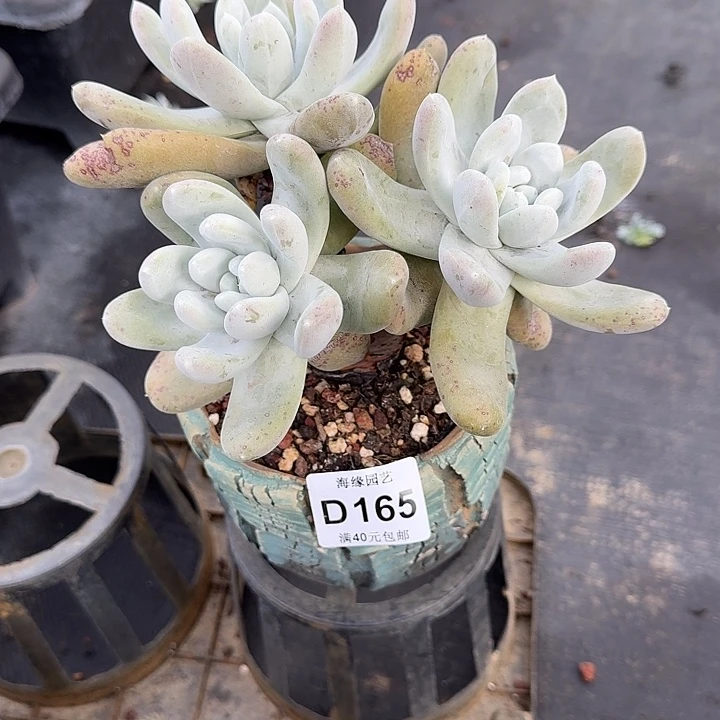 星****迷拇指仙女杯多肉植物