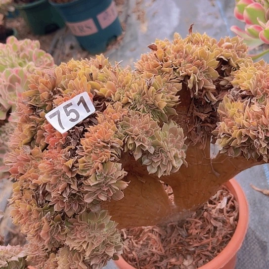 艾***姐多肉植物一个玫瑰