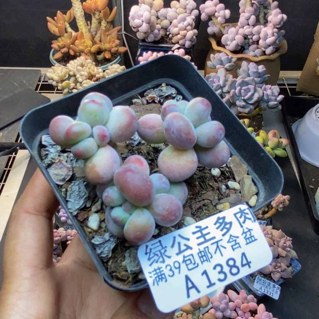 384苹果奶一代多肉5c m