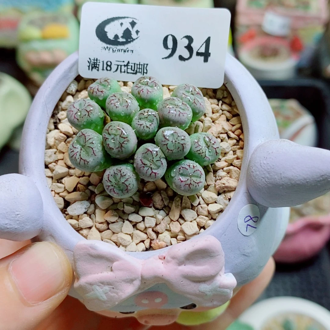 生石花花花哈哈哈哈哈哈934