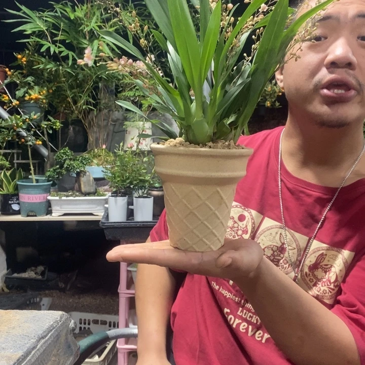 用***1以实际为准盆景绿植盆栽179