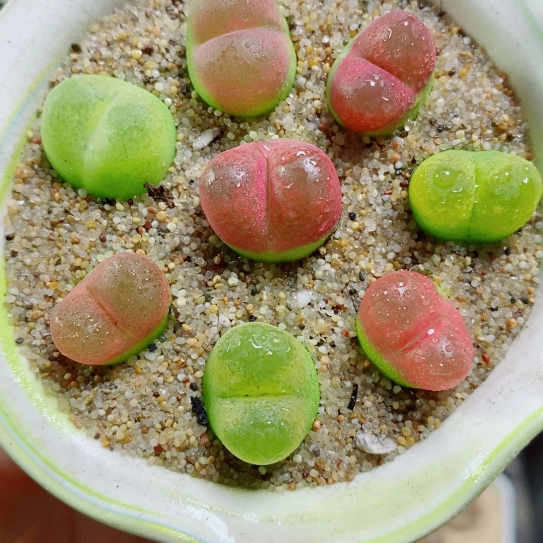 生石花花花花花花花110