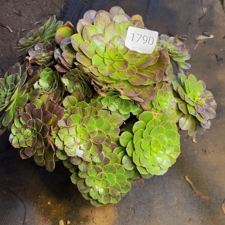 花月夜多肉断头不包1790